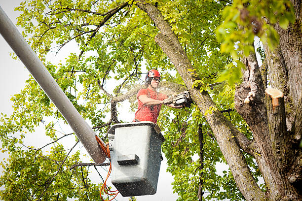 Trusted Arnold, PA Tree Care Experts
