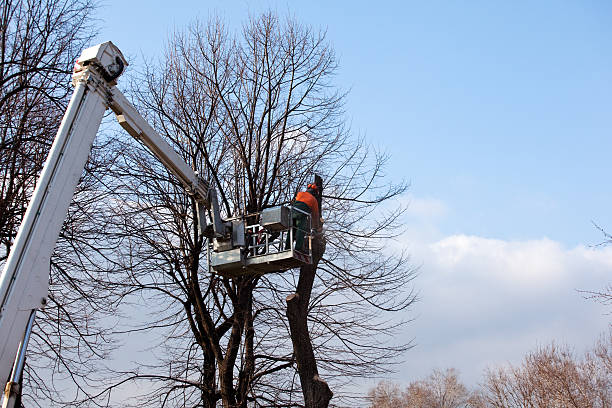 How Our Tree Care Process Works  in  Arnold, PA
